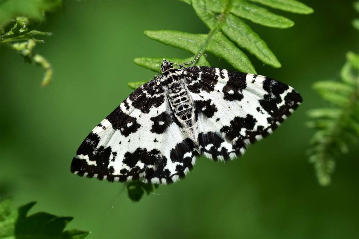 Argent & Sable (Rheumaptera hastata) photographed in Kent by Antony Wren