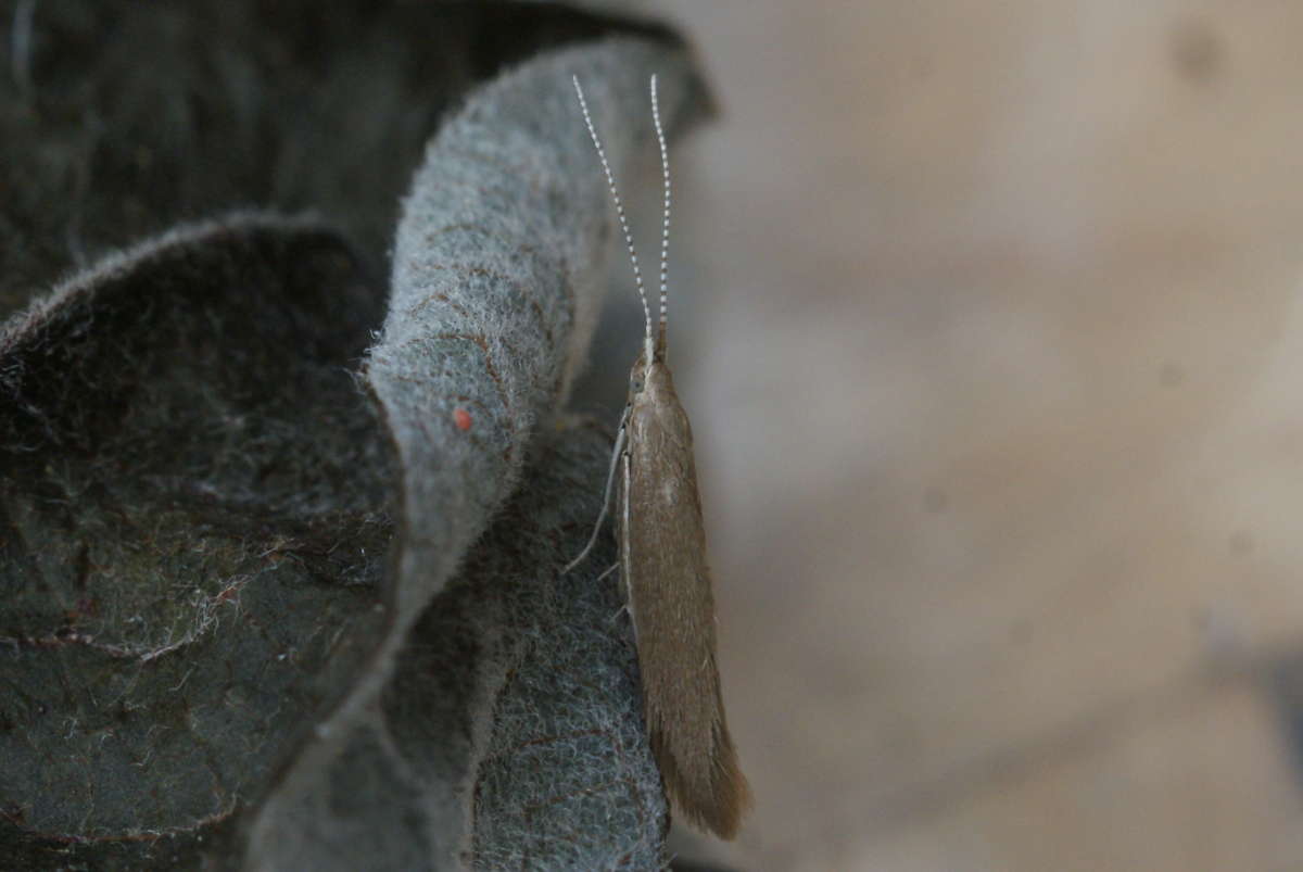 Osier Case-bearer (Coleophora lusciniaepennella) photographed at Aylesham  by Dave Shenton 