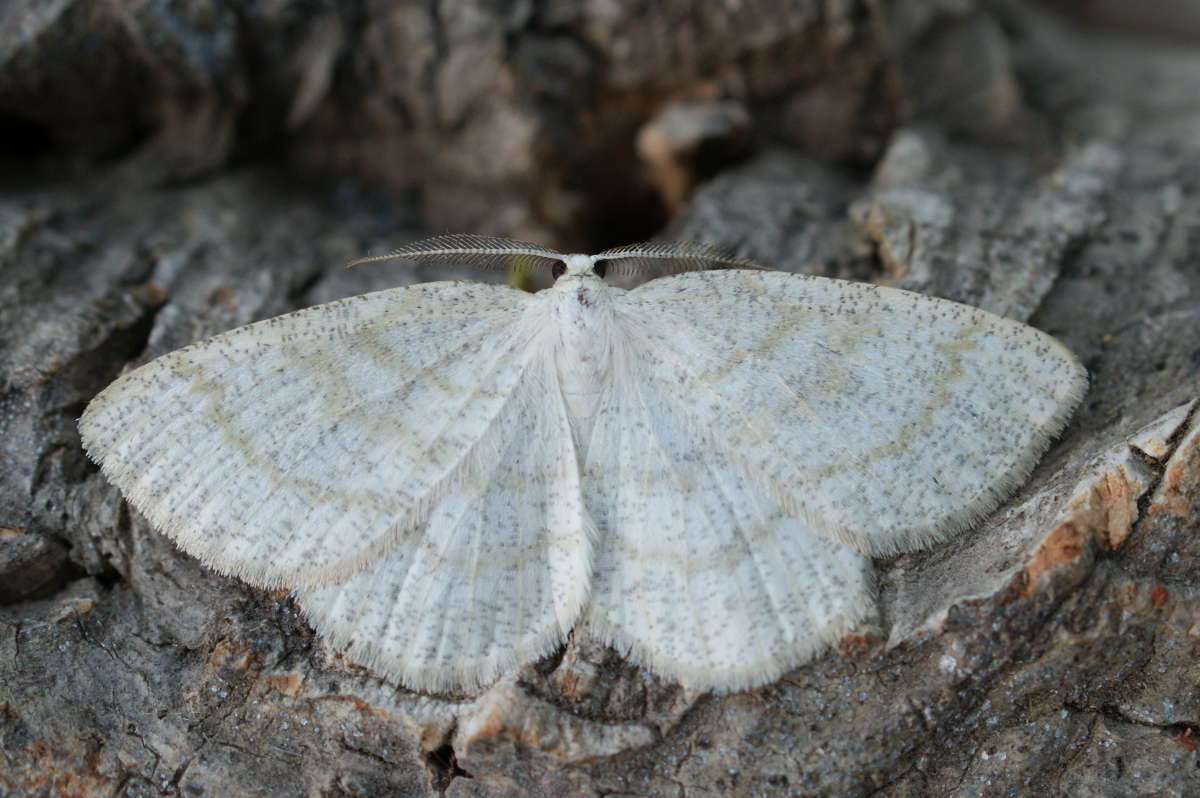 Common Wave (Cabera exanthemata) photographed at Aylesham  by Dave Shenton