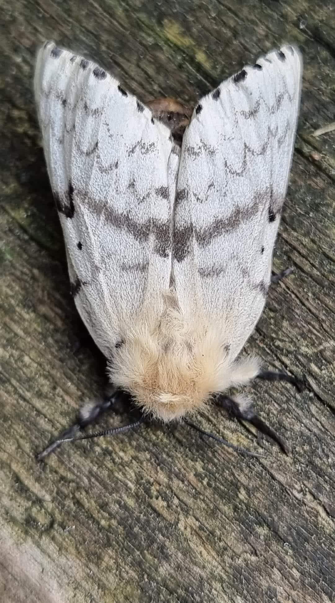 Gypsy Moth (Lymantria dispar) photographed in Kent by Leonard Cooper 