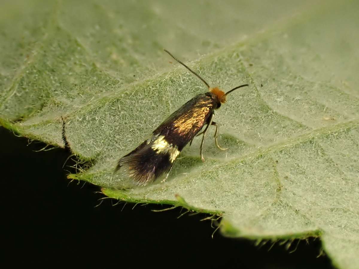 Golden Pigmy (Stigmella aurella) photographed in Kent by Antony Wren