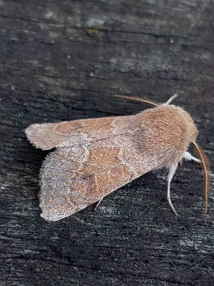 Blossom Underwing (Orthosia miniosa) photographed in Kent by Leonard Cooper 