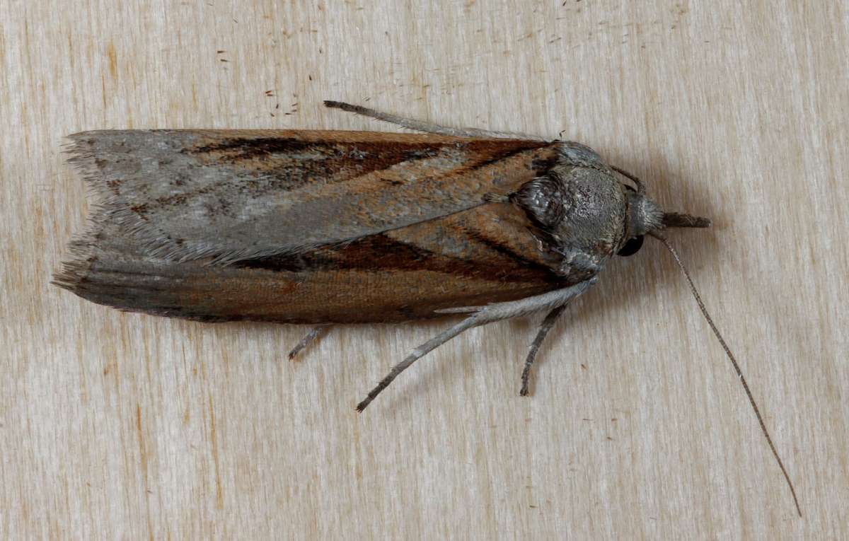 Oak Nycteoline (Nycteola revayana) photographed at Lydden  by Steve Cutt