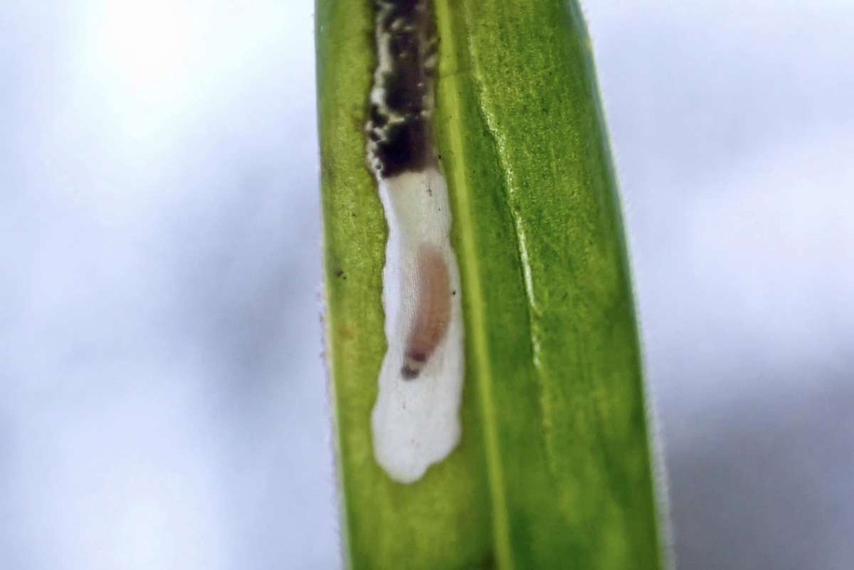 Three-colour Groundling (Caryocolum tricolorella) photographed at Bough Beech by Oliver Bournat