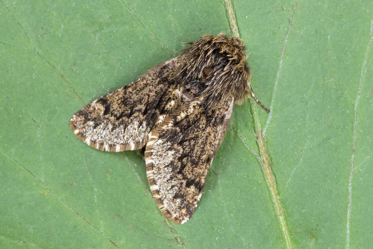 Small Brindled Beauty (Apocheima hispidaria) photographed at Boughton-under-Blean by Peter Maton 