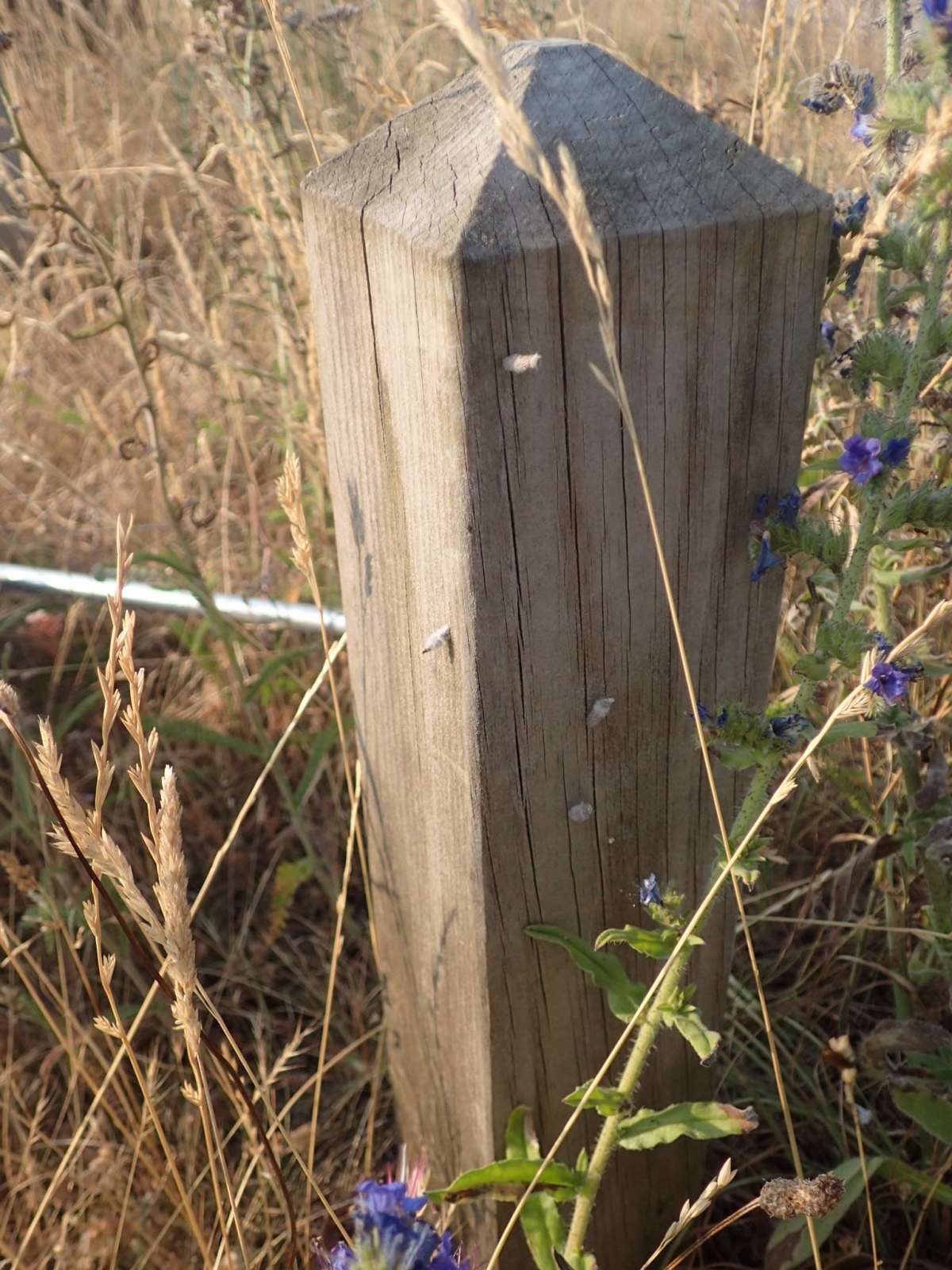 Bugloss Case-bearer (Coleophora pennella) photographed at Sandwich Bay by Dave Shenton 