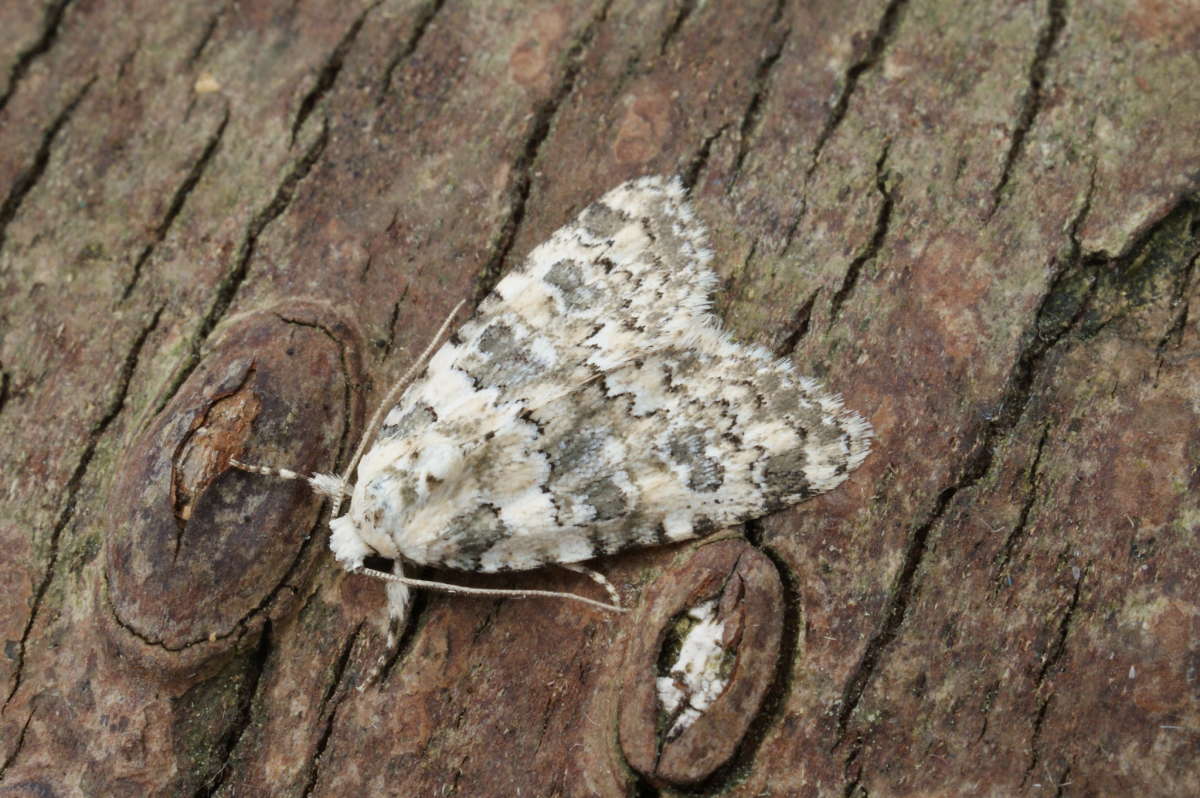 Marbled Beauty (Bryophila domestica) photographed at Aylesham  by Dave Shenton 