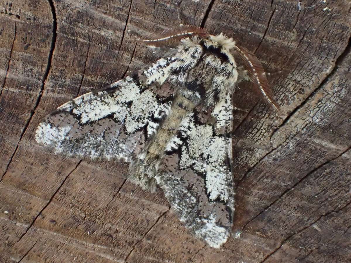 Oak Beauty (Biston strataria) photographed at Aylesham  by Dave Shenton 