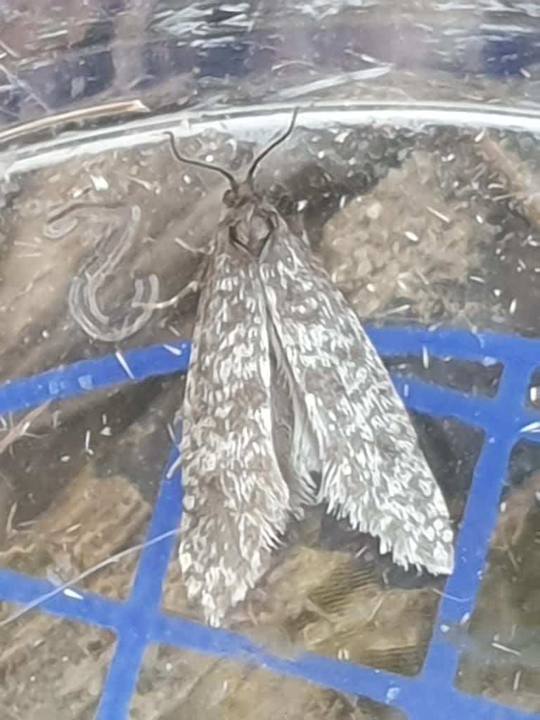 Lesser Lichen Bagworm (Dahlica inconspicuella) photographed at Tudeley Woods  by Phil Ambler 