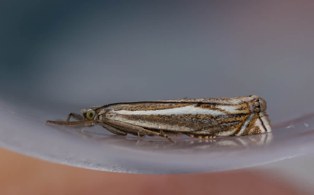 Hook-streak Grass-veneer (Crambus lathoniellus) photographed in Kent by Paul Yetman 