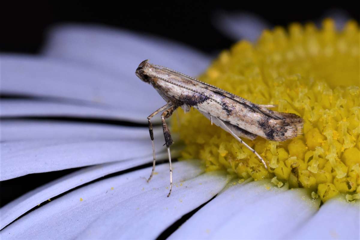 Pale Maple Slender (Caloptilia honoratella) photographed in Kent by Antony Wren