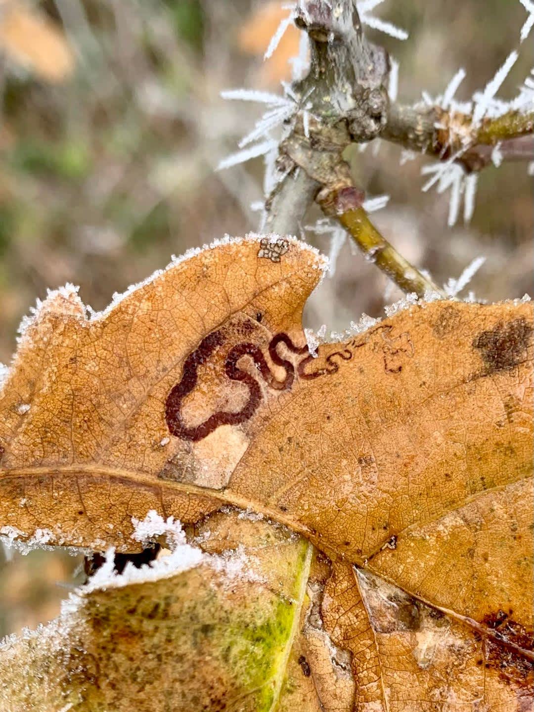 Base-spotted Pigmy (Stigmella basiguttella) photographed in Kent by Oliver Bournat