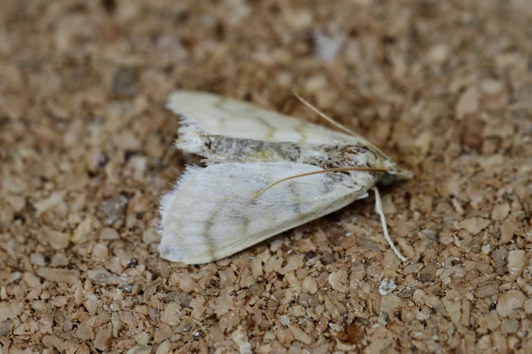 Scarce Straw Pearl (Paracorsia repandalis) photographed in Kent by Josh Jones