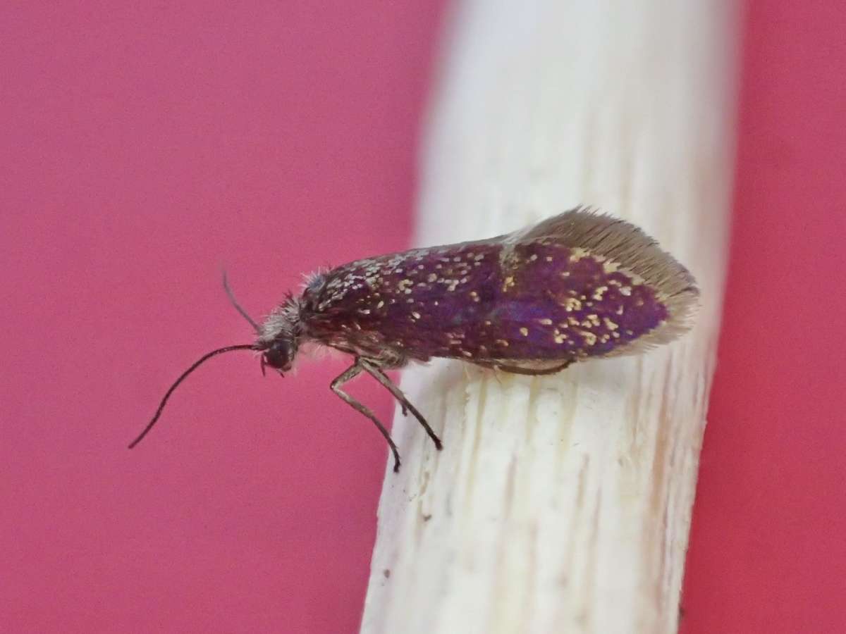 Early Purple (Eriocrania semipurpurella) photographed in Kent by Dave Shenton 