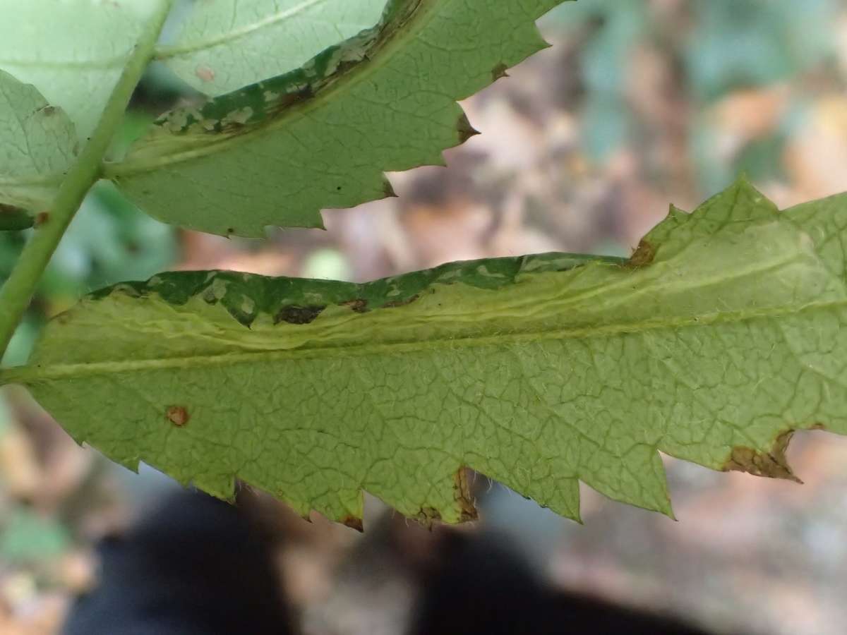 Rowan Midget (Phyllonorycter sorbi) photographed in Kent by Dave Shenton 