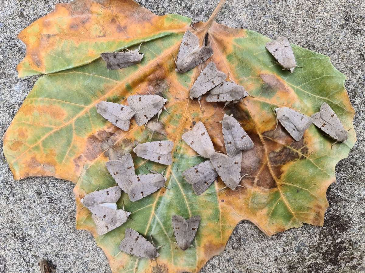 Clancy's Rustic (Caradrina kadenii) photographed in Kent by Francesca Partridge 