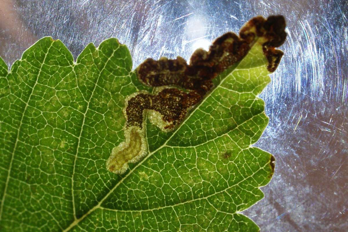 Red Elm Pigmy (Stigmella lemniscella) photographed in Kent by Dave Shenton 