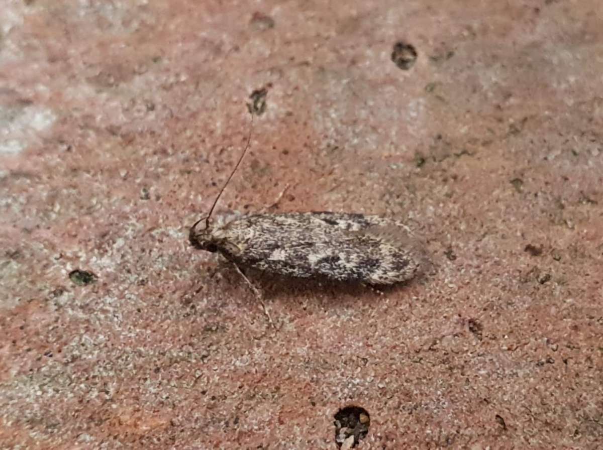 Grand Groundling (Gelechia turpella) photographed at Dartford  by Andrew Lawson