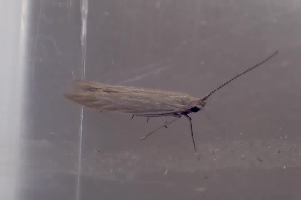 Toad-rush Case-bearer (Coleophora lassella) photographed in Kent by Oliver Bournat 