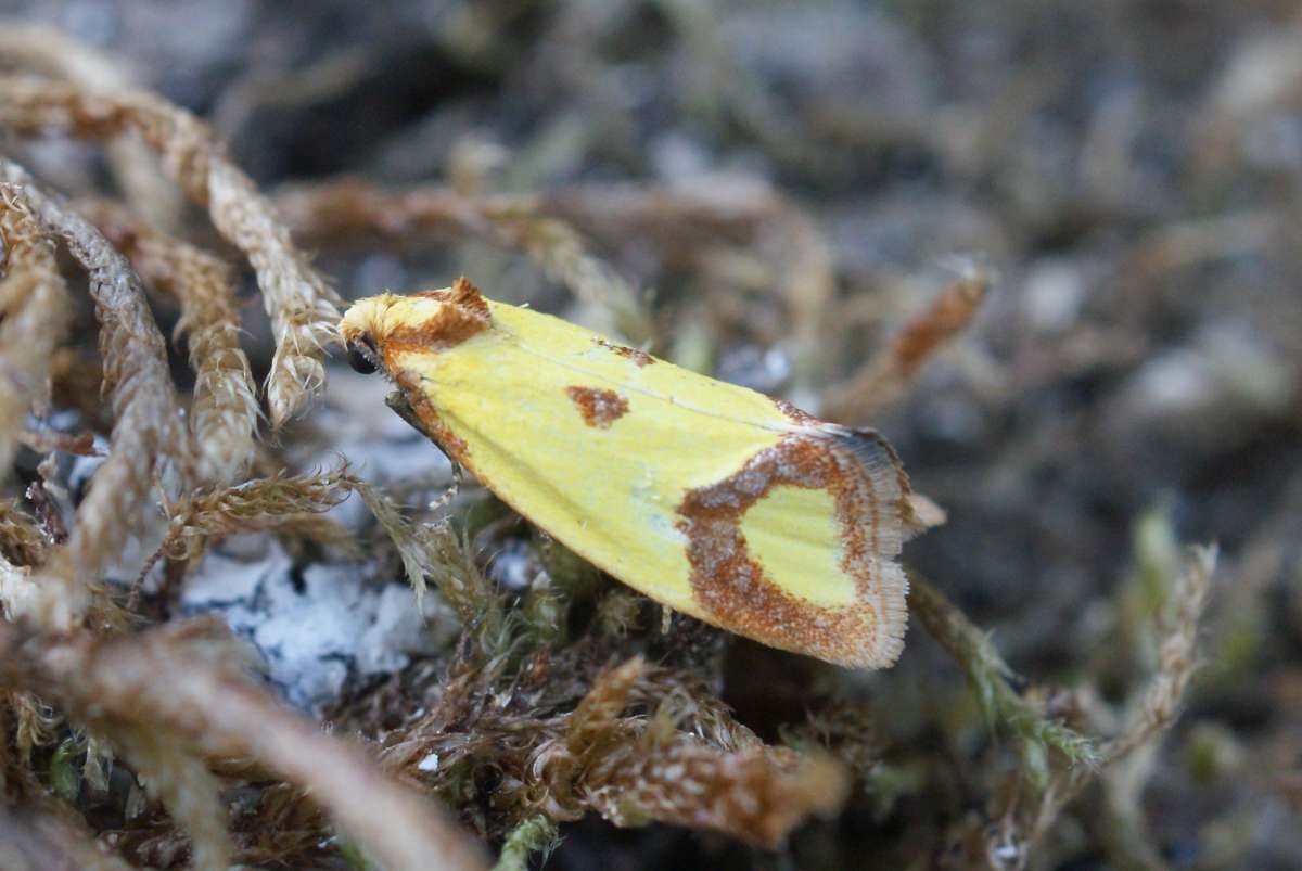 Knapweed Conch (Agapeta zoegana) photographed in Kent by Dave Shenton 