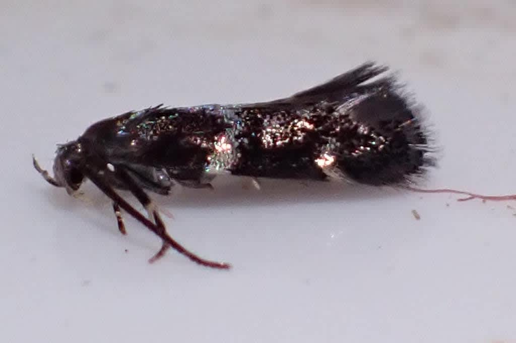 Twin-barred Dwarf (Elachista gleichenella) photographed in Kent by Oliver Bournat 