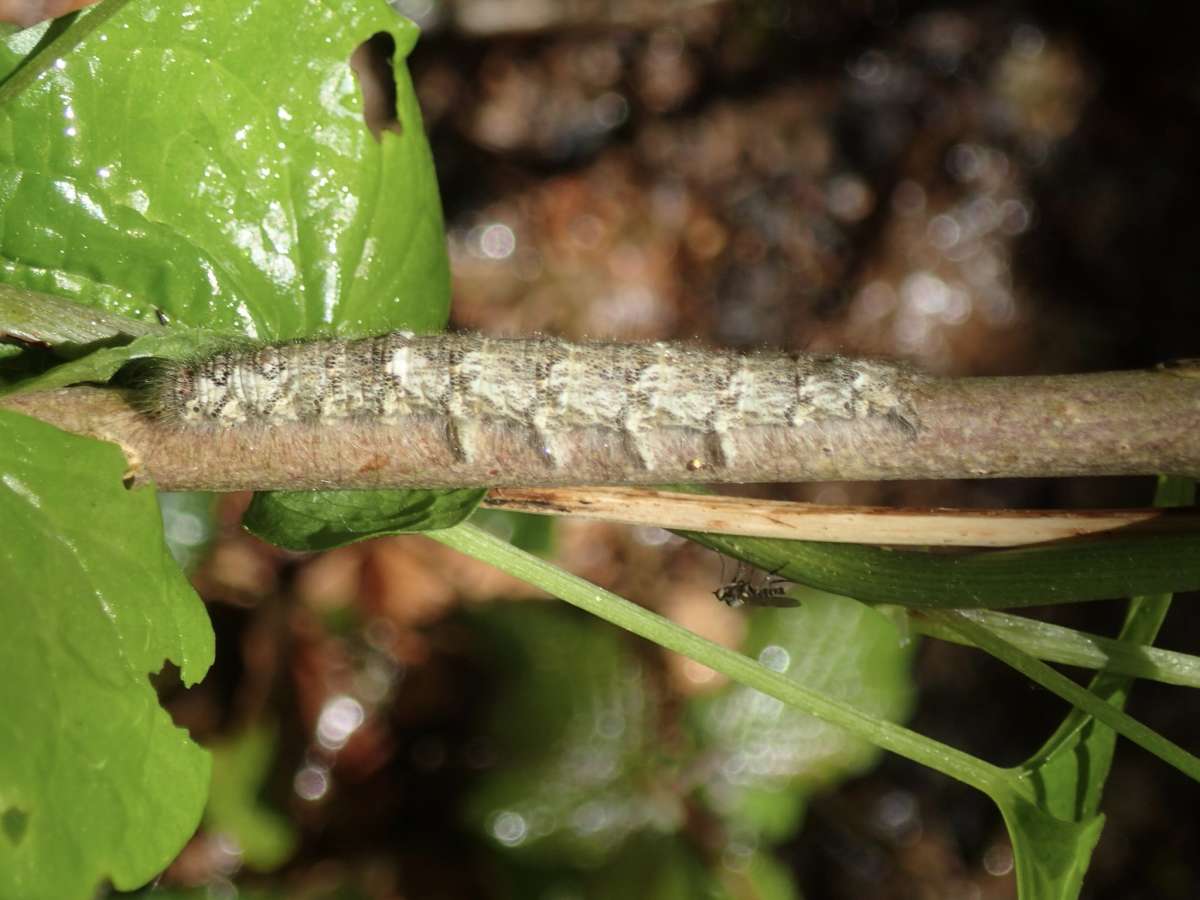 December Moth (Poecilocampa populi) photographed at Herne by Dave Shenton 