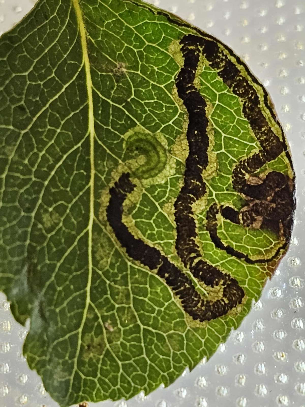 Pear-tree Pigmy (Stigmella pyri) photographed in Kent by Len Cooper
