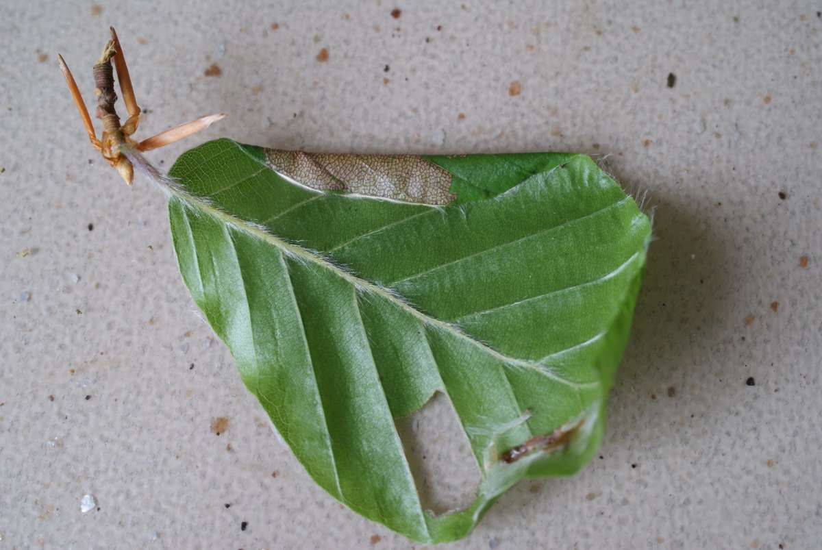 Beech Slender (Parornix fagivora) photographed in Kent by Dave Shenton