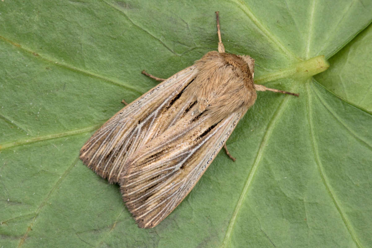 Shoulder-striped Wainscot (Leucania comma) photographed in Kent by Peter Maton 