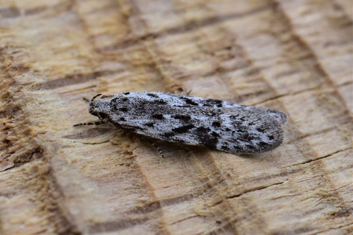 Black-speckled Groundling (Carpatolechia proximella) photographed in Kent by Antony Wren