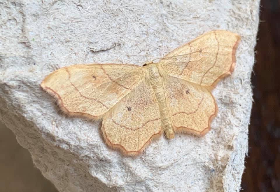 Small Scallop (Idaea emarginata) photographed in Kent by Alan Roman