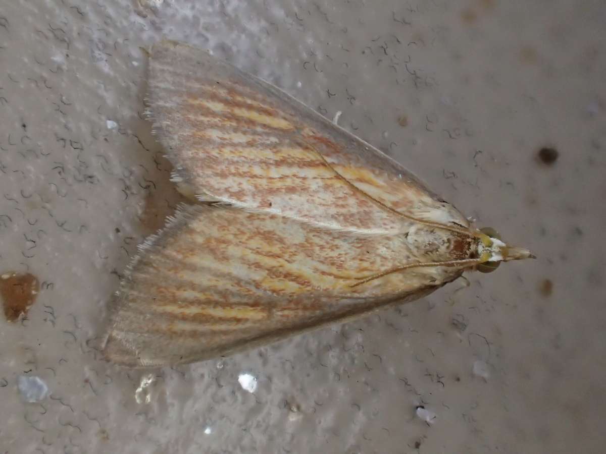 Orange-rayed Pearl (Nascia cilialis) photographed at Stodmarsh NNR by Dave Shenton 