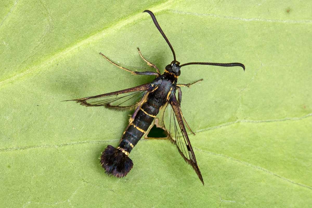 Currant Clearwing (Synanthedon tipuliformis) photographed at Boughton-under-Blean by Peter Maton 