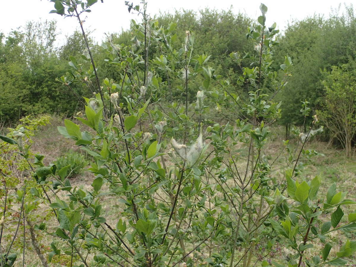 Spindle Ermine (Yponomeuta cagnagella) photographed at Aylesham  by Dave Shenton 