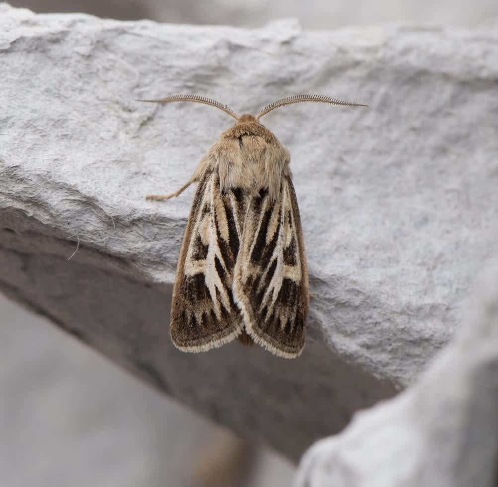 Antler Moth (Cerapteryx graminis) photographed in Kent by Lester Barnes