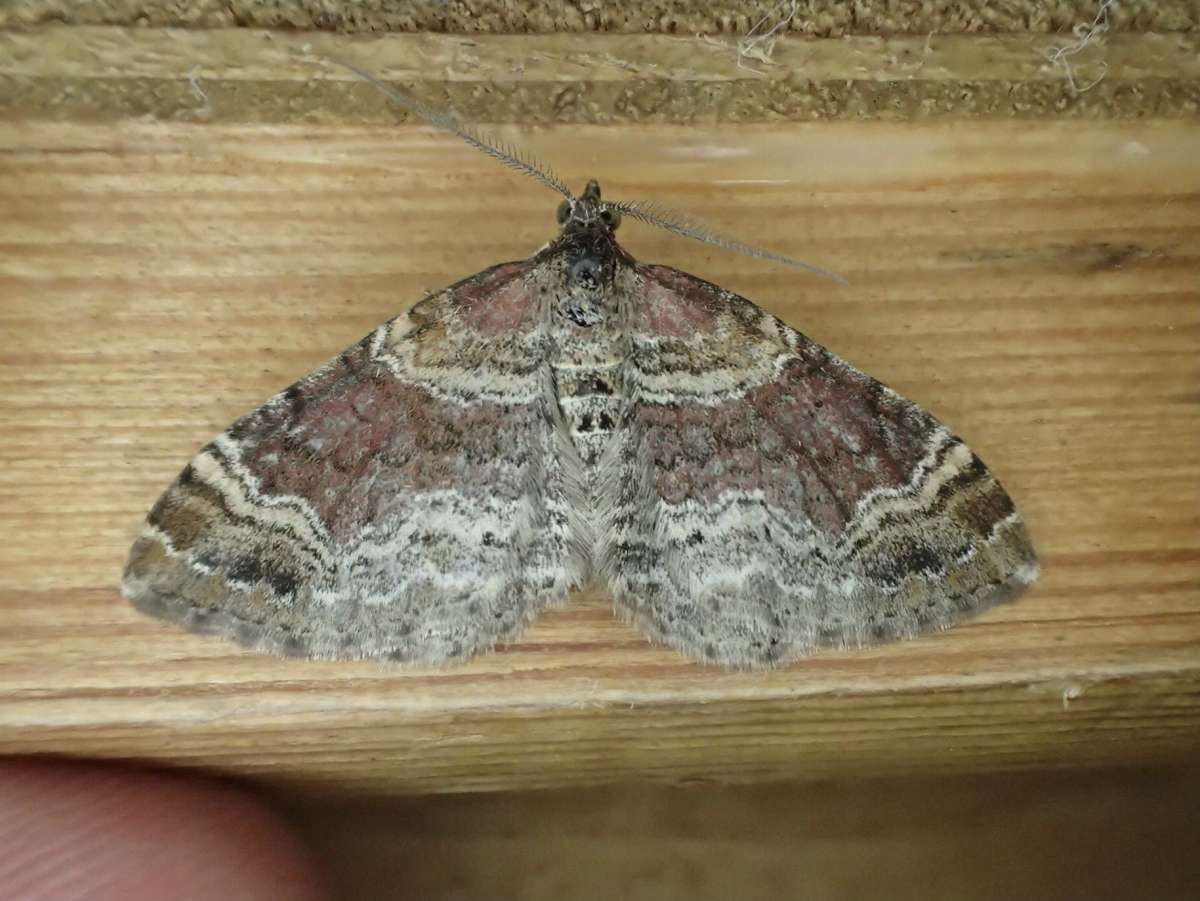 Red Twin-spot Carpet (Xanthorhoe spadicearia) photographed in Kent by Dave Shenton 