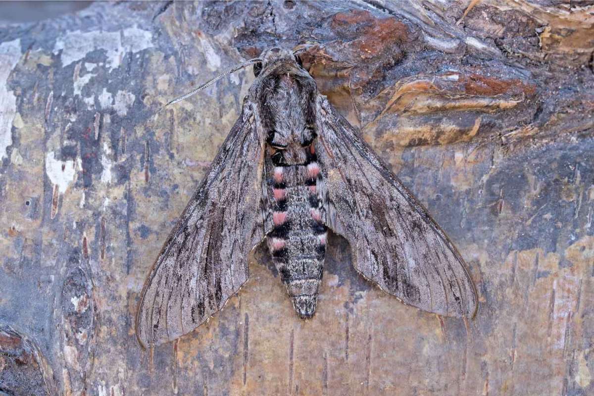 Convolvulus Hawk-moth (Agrius convolvuli) photographed at Boughton-under-Blean by Peter Maton