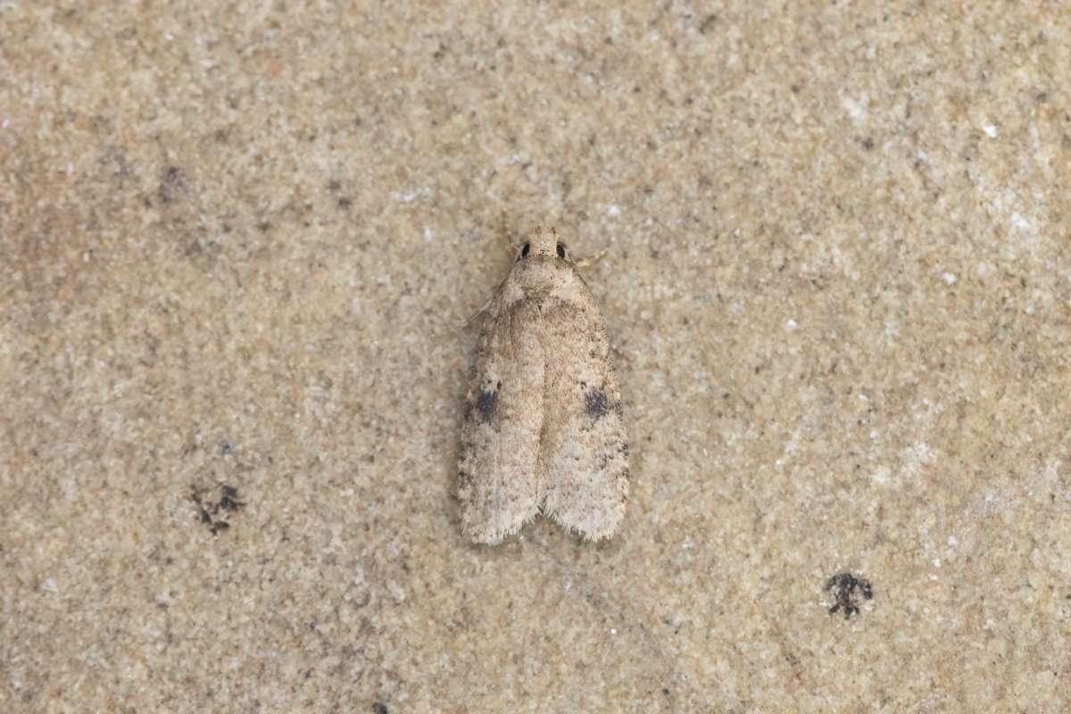 Black-spot Flat-body (Agonopterix propinquella) photographed in Kent by Alex Perry