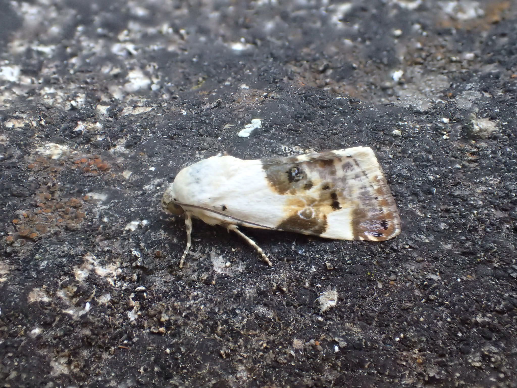 Pale Shoulder (Acontia lucida) photographed at La Cluse Basse, France by Dave Shenton