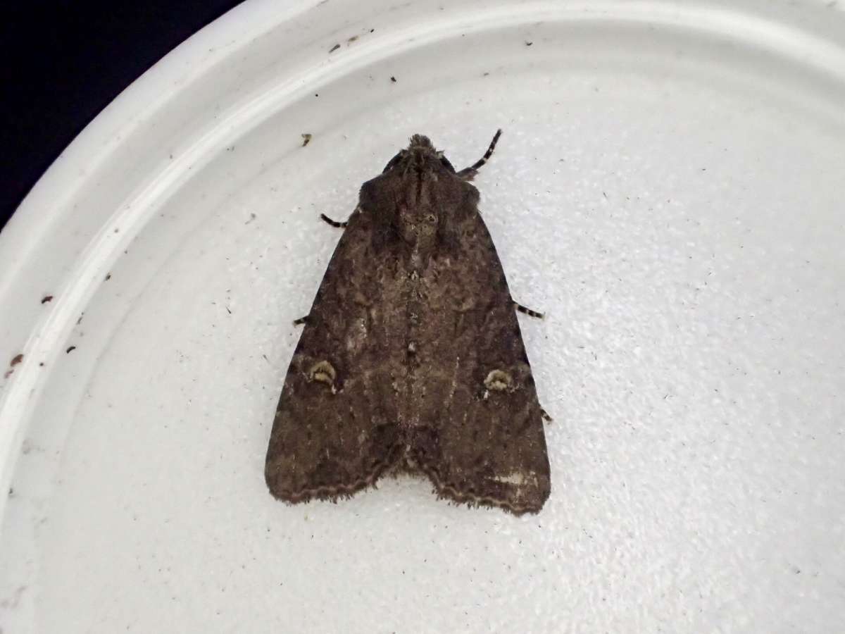 Common Rustic (Mesapamea secalis) photographed at Aylesham by Dave Shenton