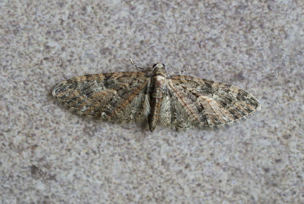 Brindled Pug (Eupithecia abbreviata) photographed at Aylesham  by Dave Shenton 