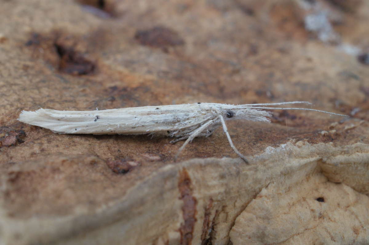 Spindle Smudge (Ypsolopha mucronella) photographed in Kent by Dave Shenton 