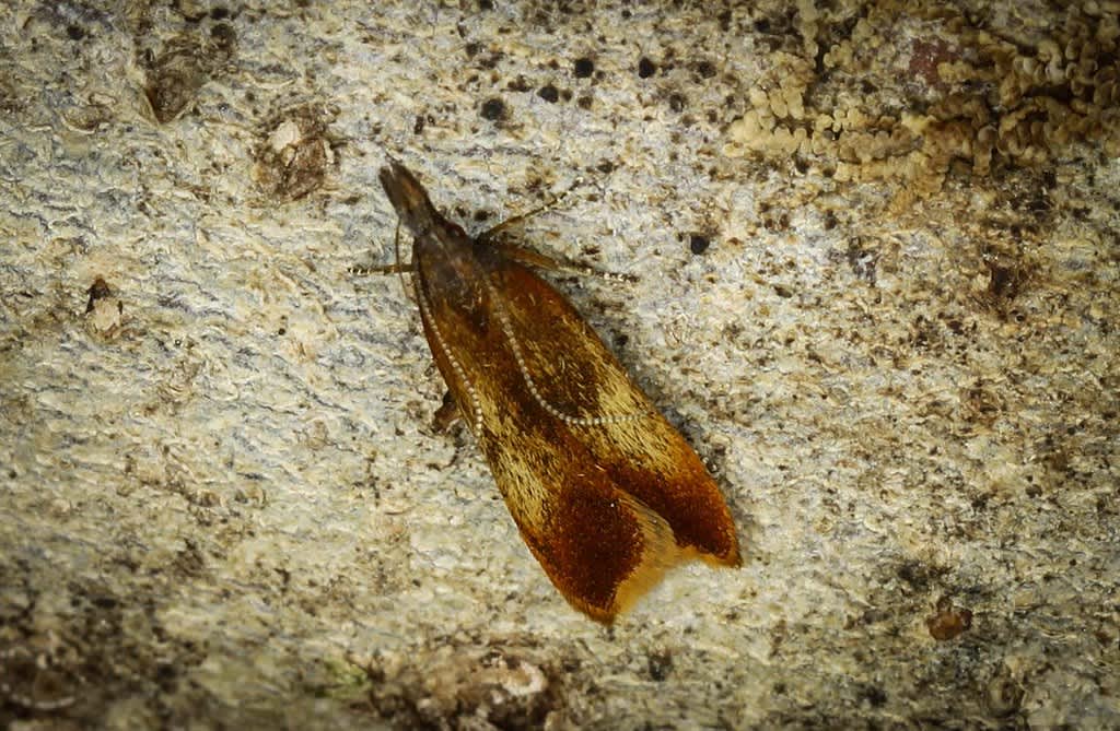 Worcester Crest (Dichomeris ustalella) photographed in Kent by Carol Strafford 