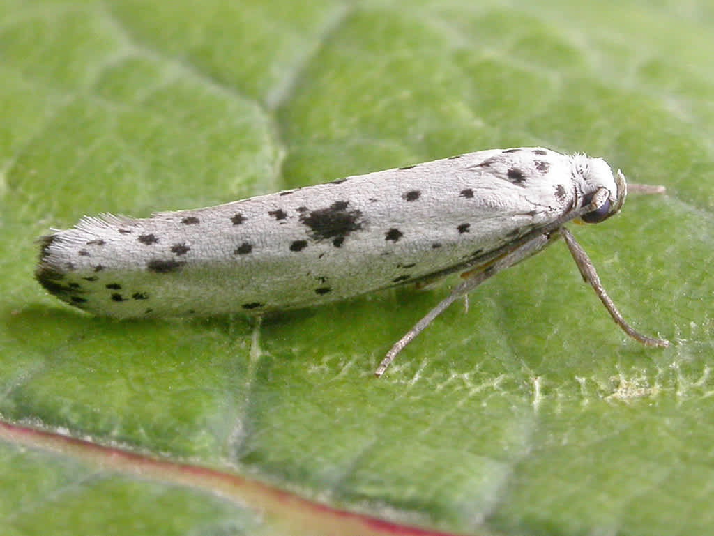 Black-tipped Ermine (Yponomeuta plumbella) photographed in Kent by David Beadle 