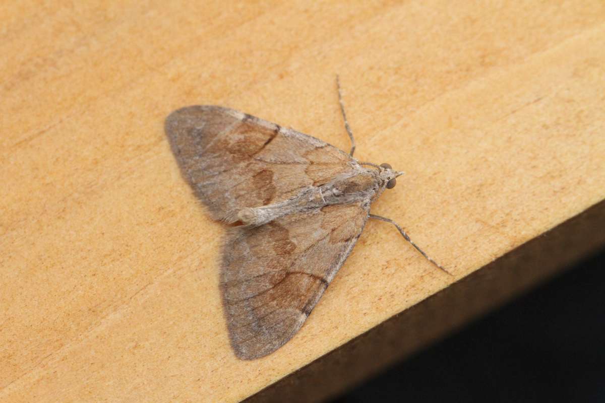 Pine Carpet (Pennithera firmata) photographed in Kent by John Bangay