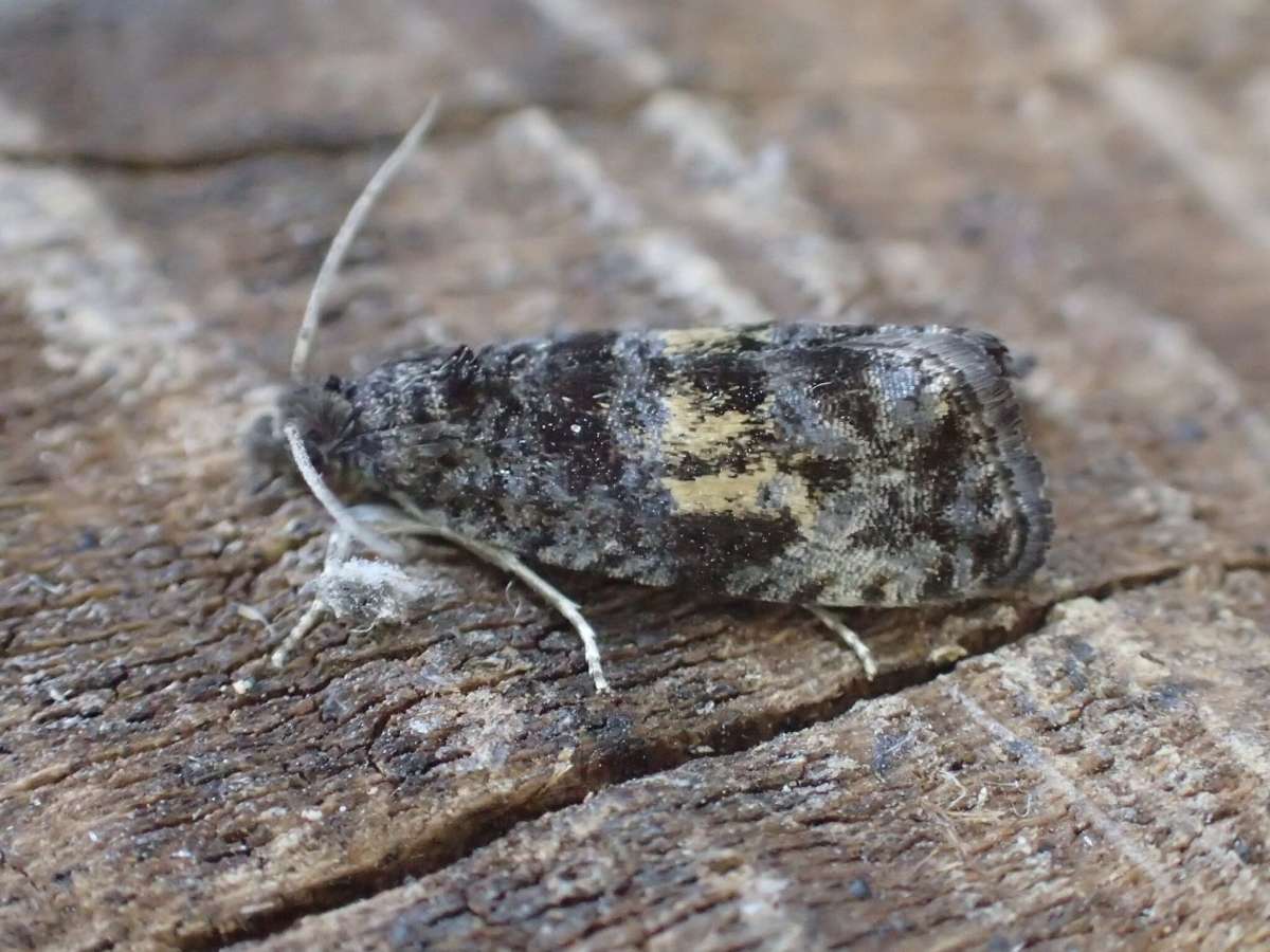 Black-edged Marble (Endothenia nigricostana) photographed in Kent by Dave Shenton 