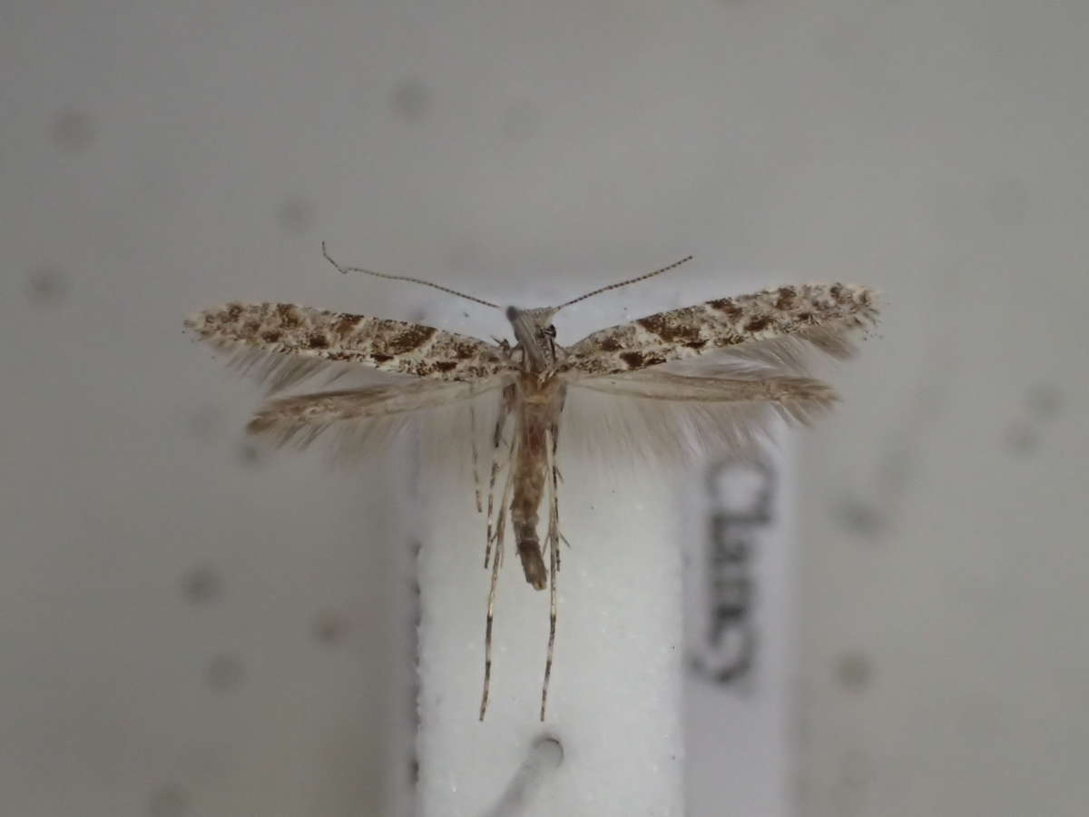 Feathered Slender (Caloptilia cuculipennella) photographed in Kent by Dave Shenton 