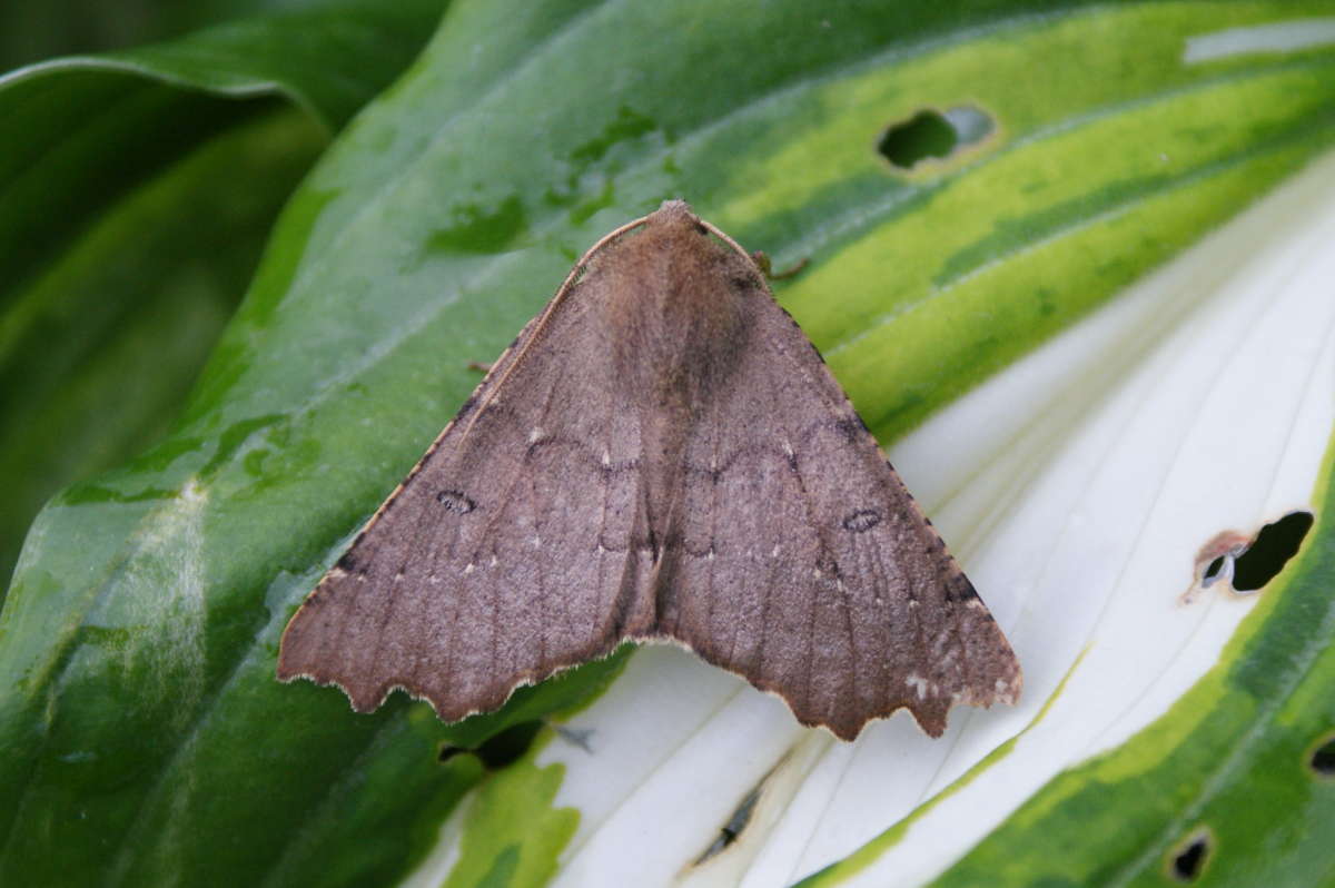 Scalloped Hazel (Odontopera bidentata) photographed in Kent by Dave Shenton 