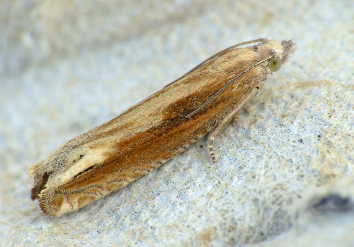 Two-coloured Bell (Eucosma obumbratana) photographed at Sandwich Bay by Chris Manley 