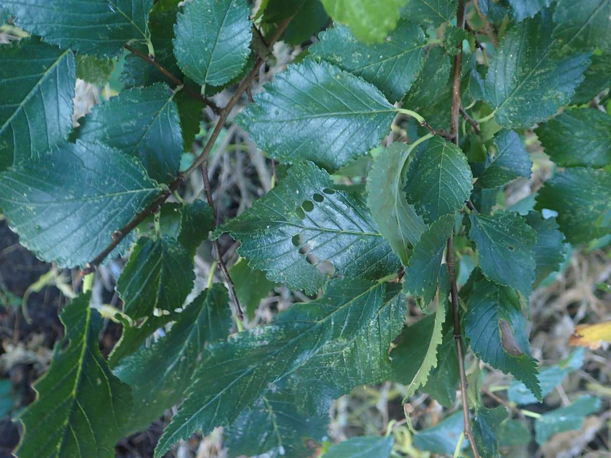 Brown Elm Bell (Epinotia abbreviana) photographed at Telegraph Farm, Tilmanstone by Dave Shenton 